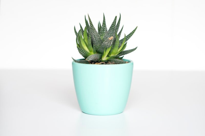 Ceramic Plant Pot